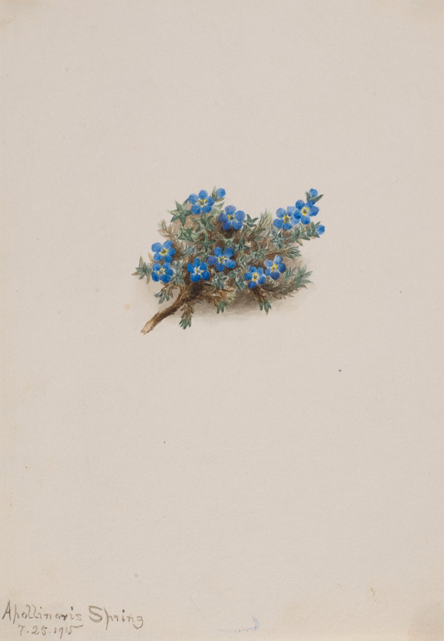 Moss Forget-me-not (Eritichum elongatum) by Mary Vaux Walcott