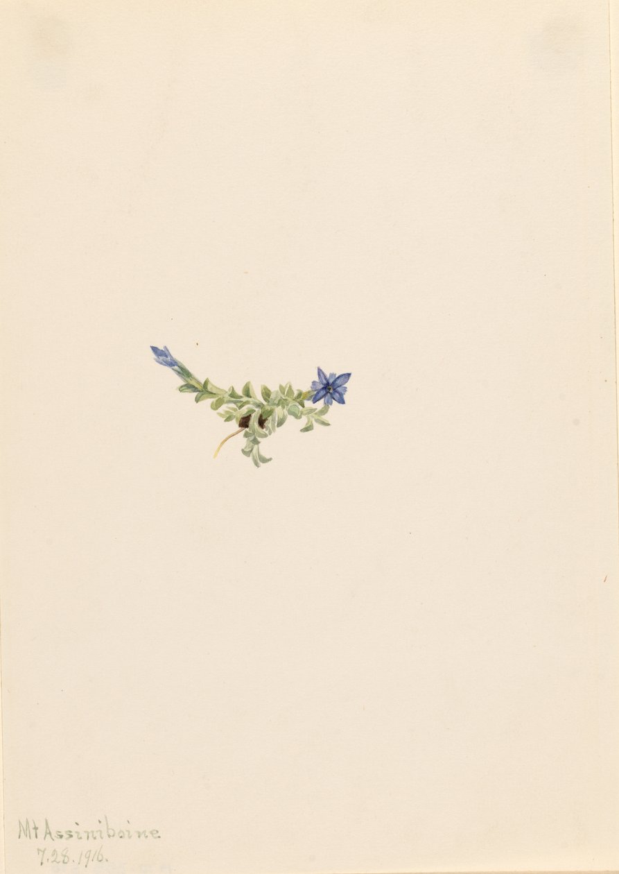 Moss Gentian by Mary Vaux Walcott