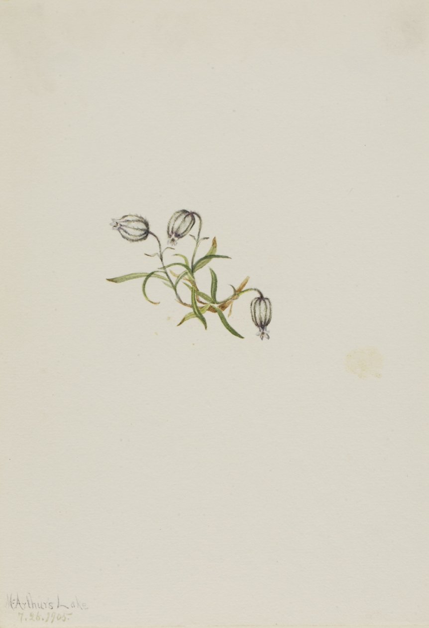 Nodding Campion (Lychnis apetala) by Mary Vaux Walcott