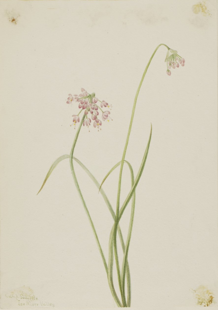 Nodding Onion by Mary Vaux Walcott