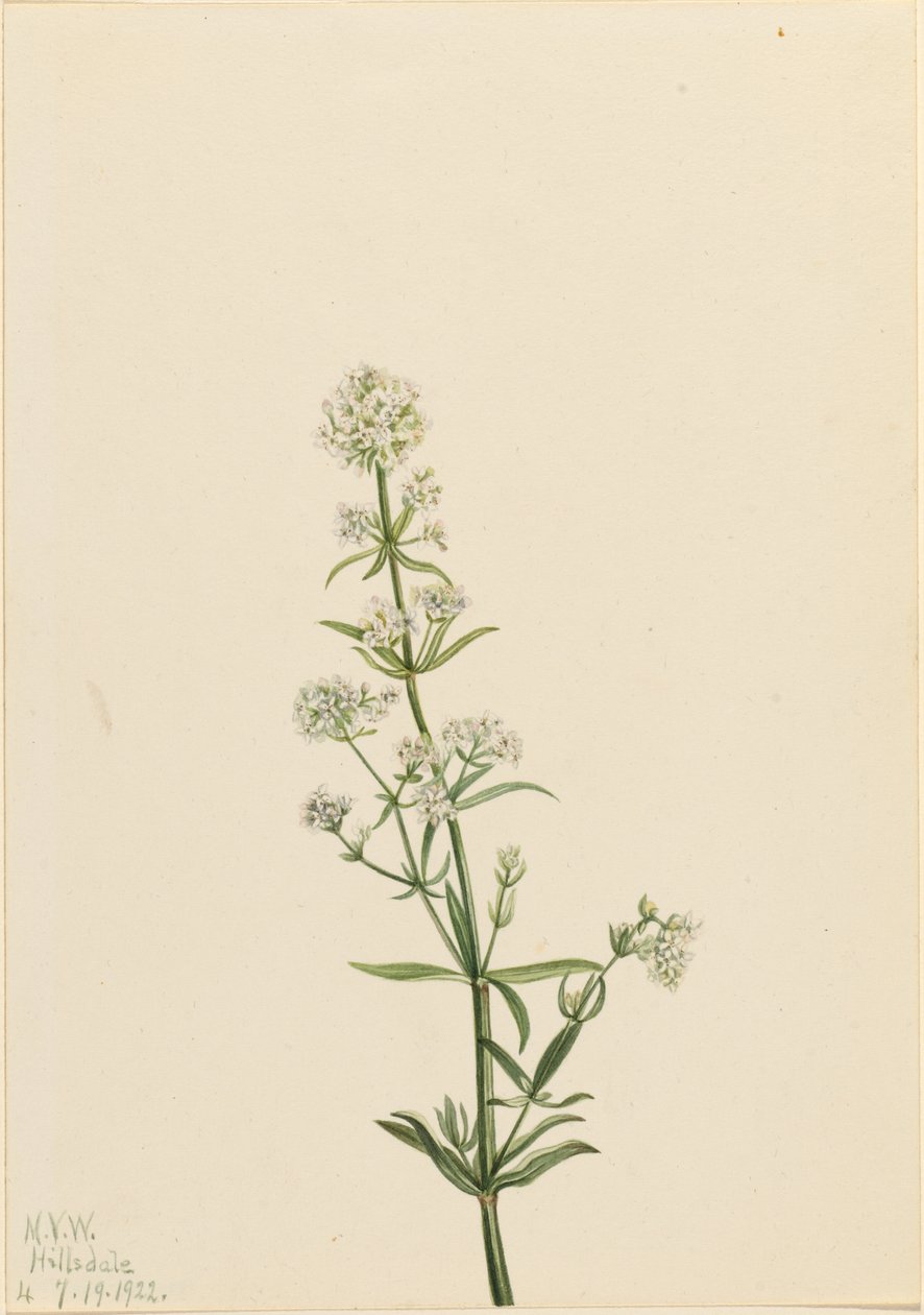 Northern Bedstraw by Mary Vaux Walcott