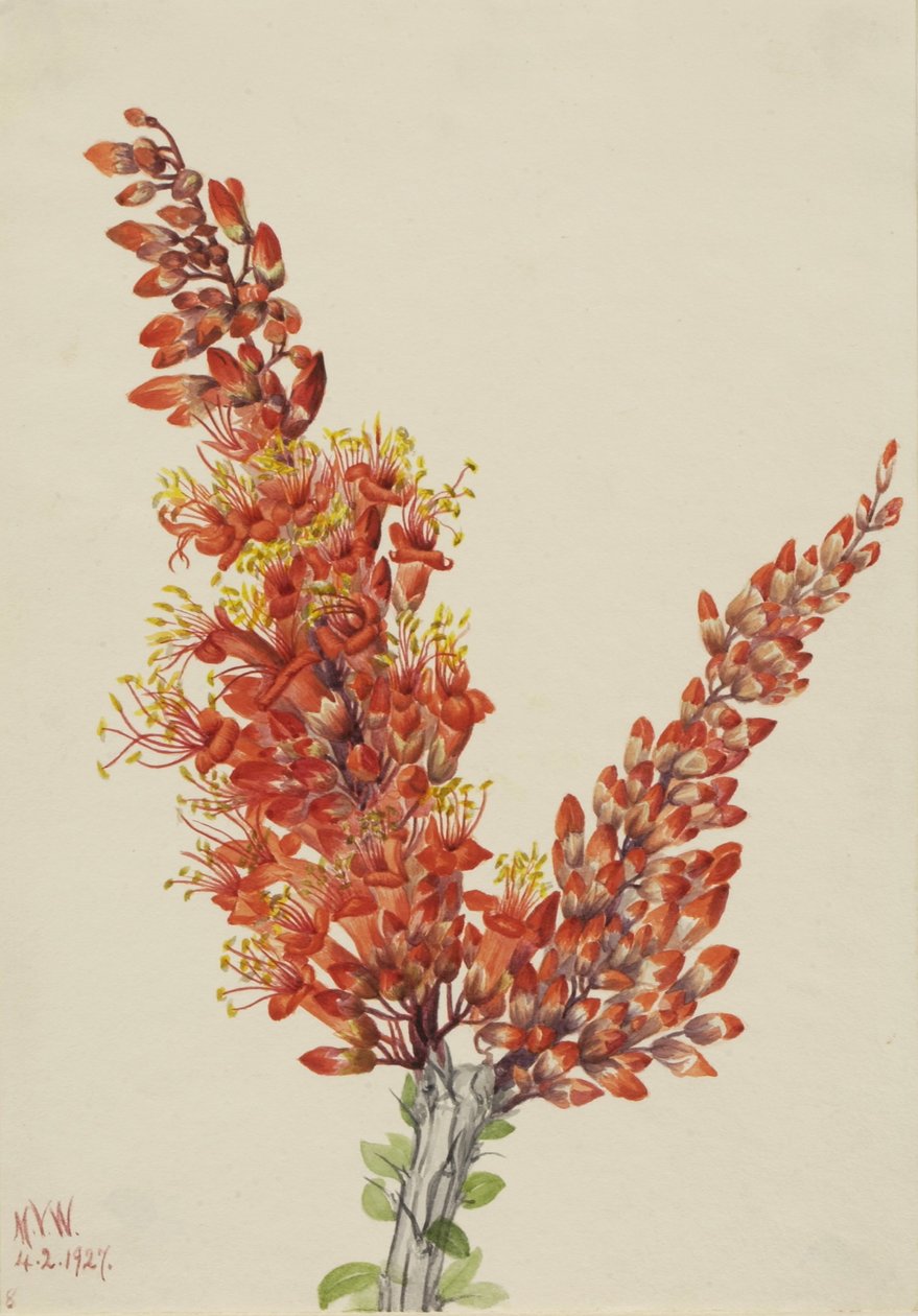Ocotillo by Mary Vaux Walcott