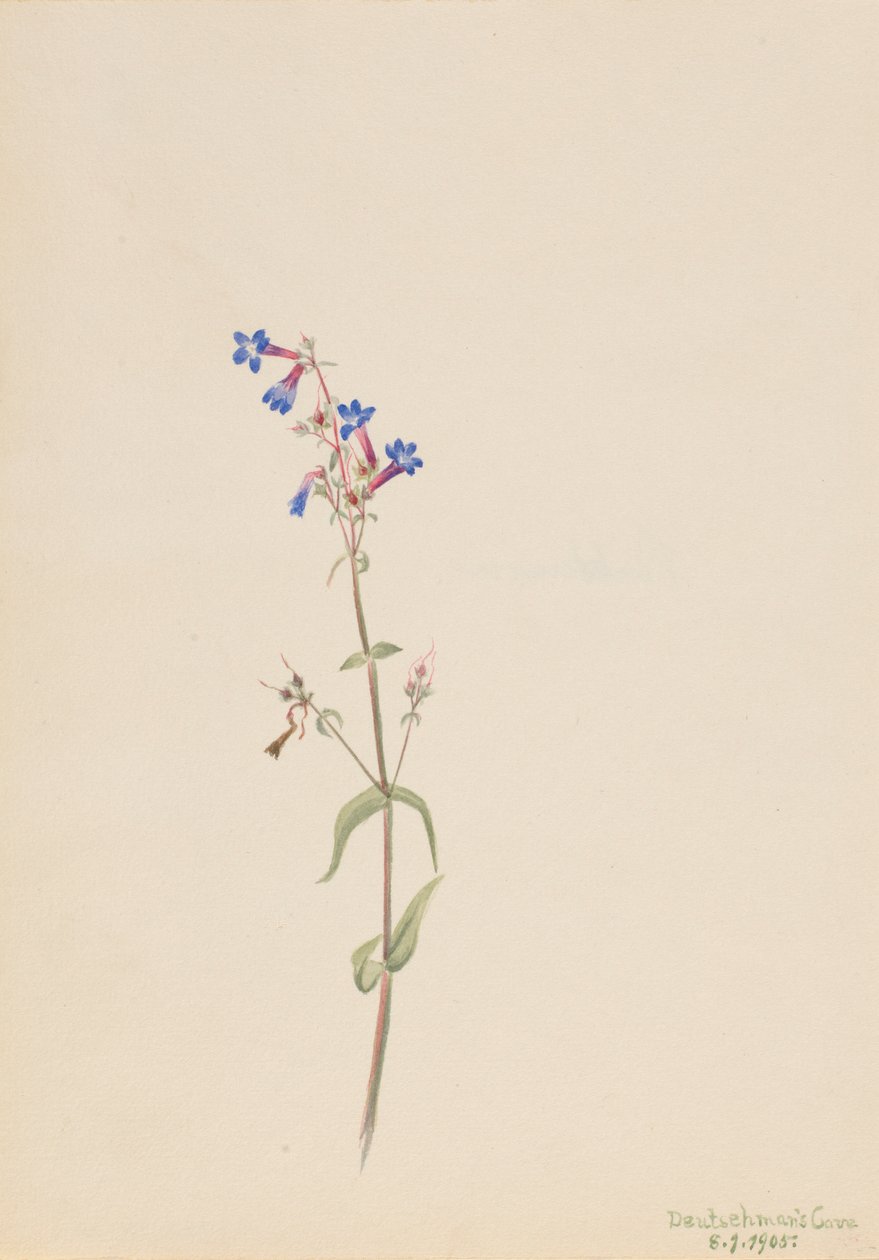 Pentstemon (Pentstemon procerus) by Mary Vaux Walcott