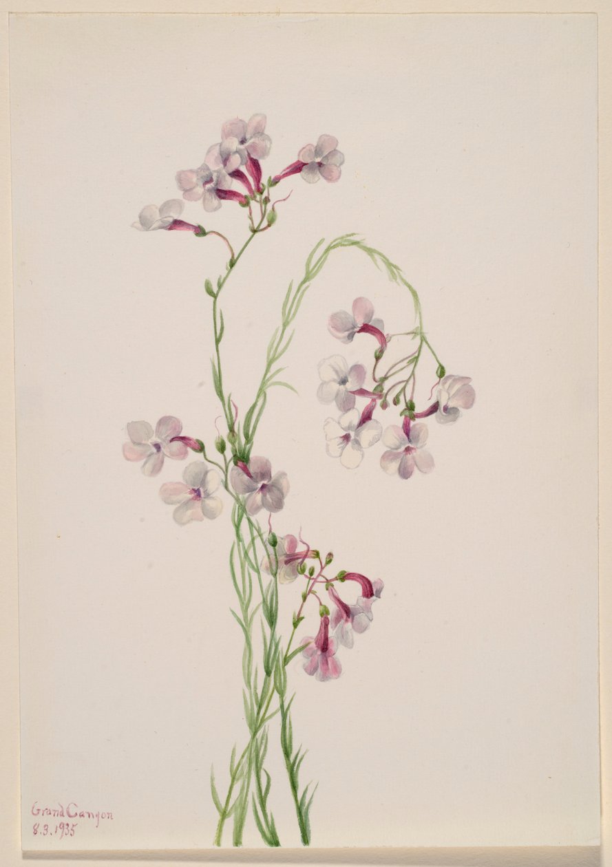 Pentstemon ambiguus by Mary Vaux Walcott