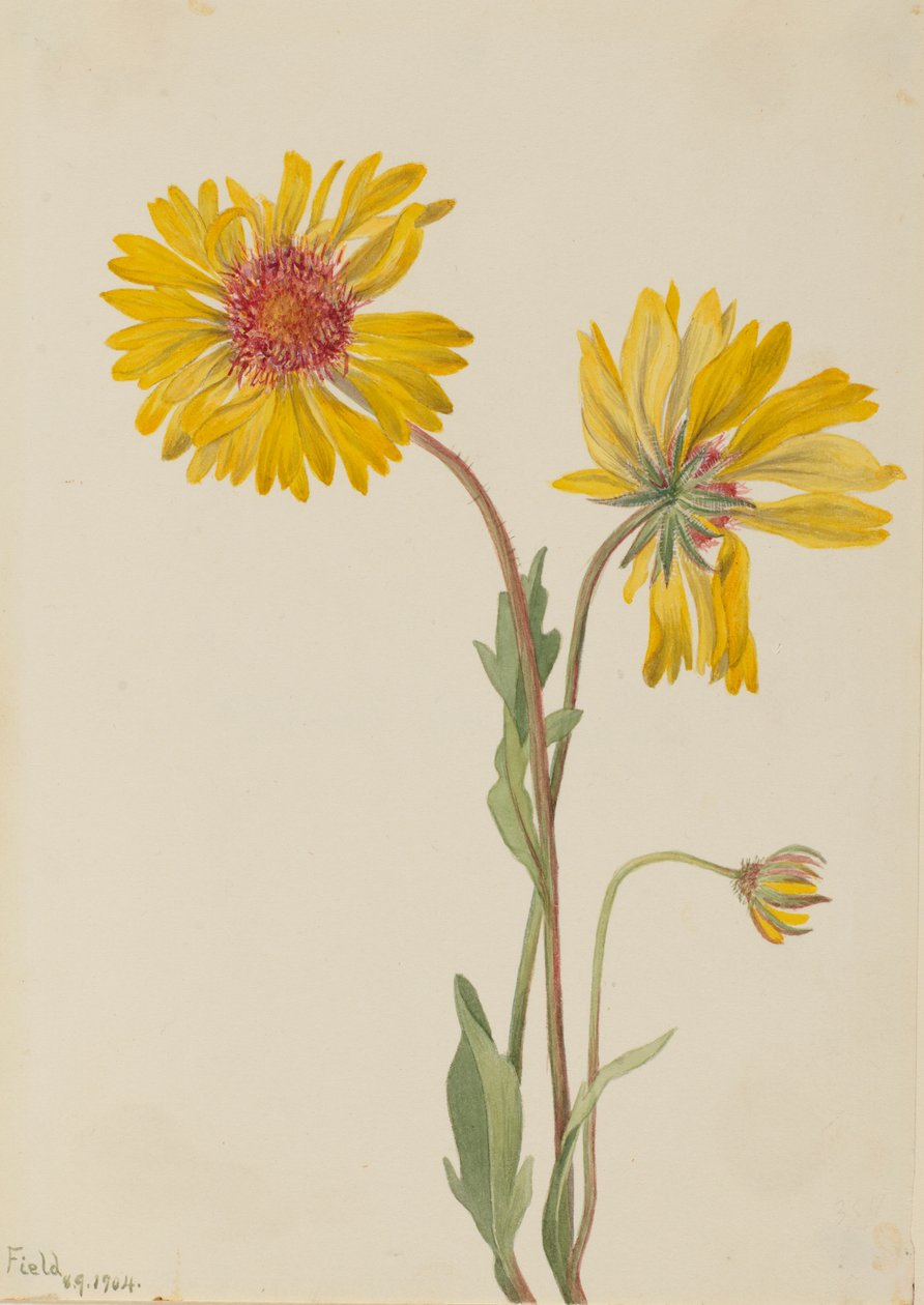 Perennial Gaillardia (Gaillardia aristata) by Mary Vaux Walcott