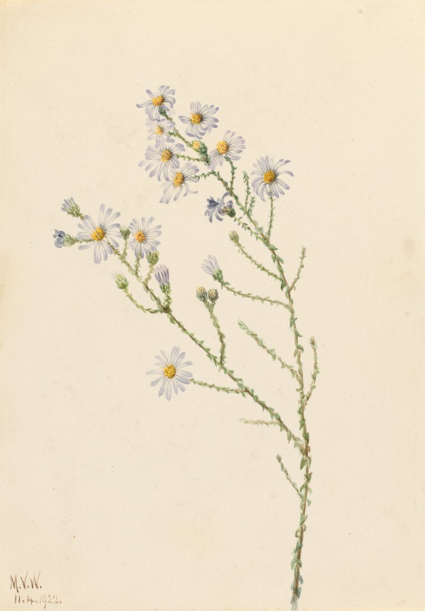 Pineland Aster by Mary Vaux Walcott
