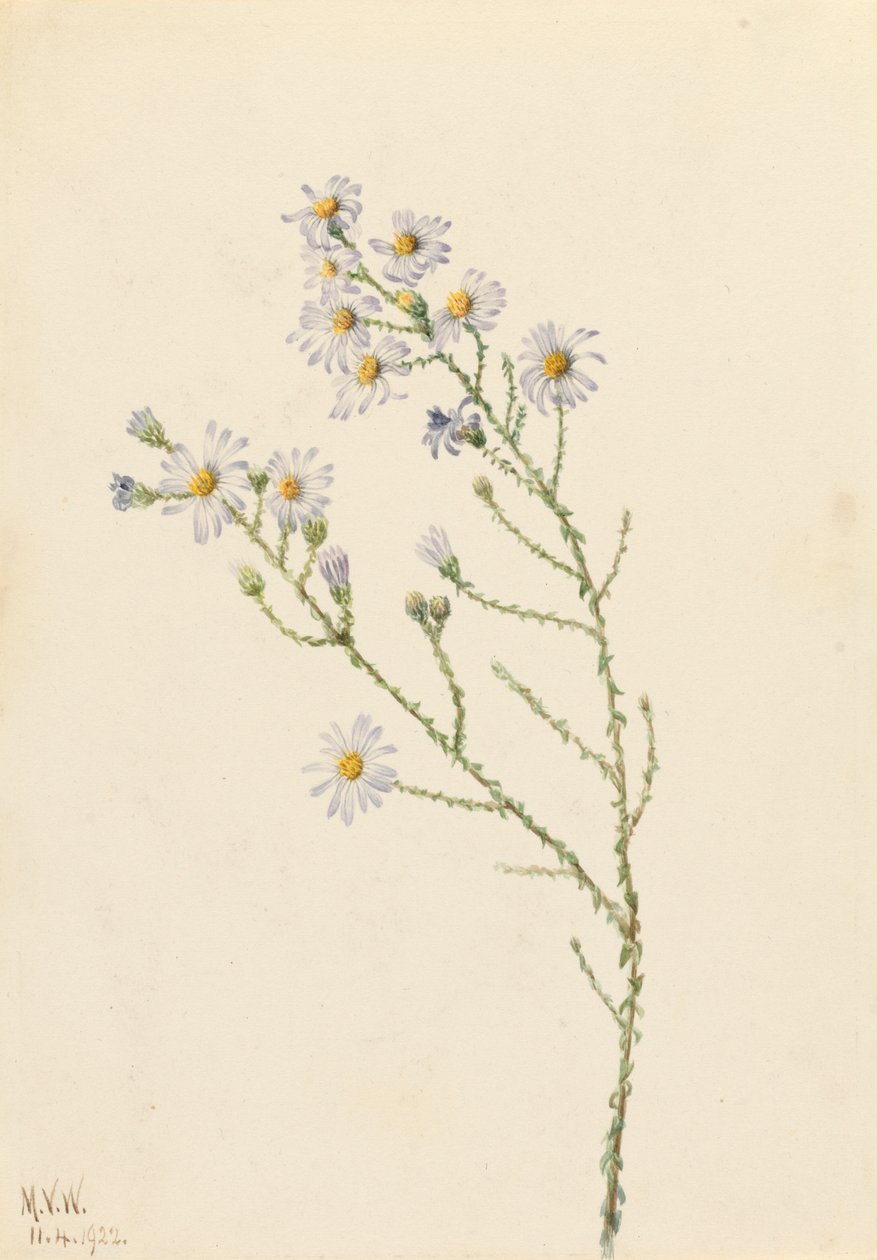 Pineland Aster (Aster squarrosus) by Mary Vaux Walcott