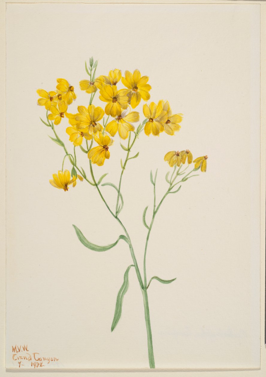 Psilostrophe sparsiflora by Mary Vaux Walcott