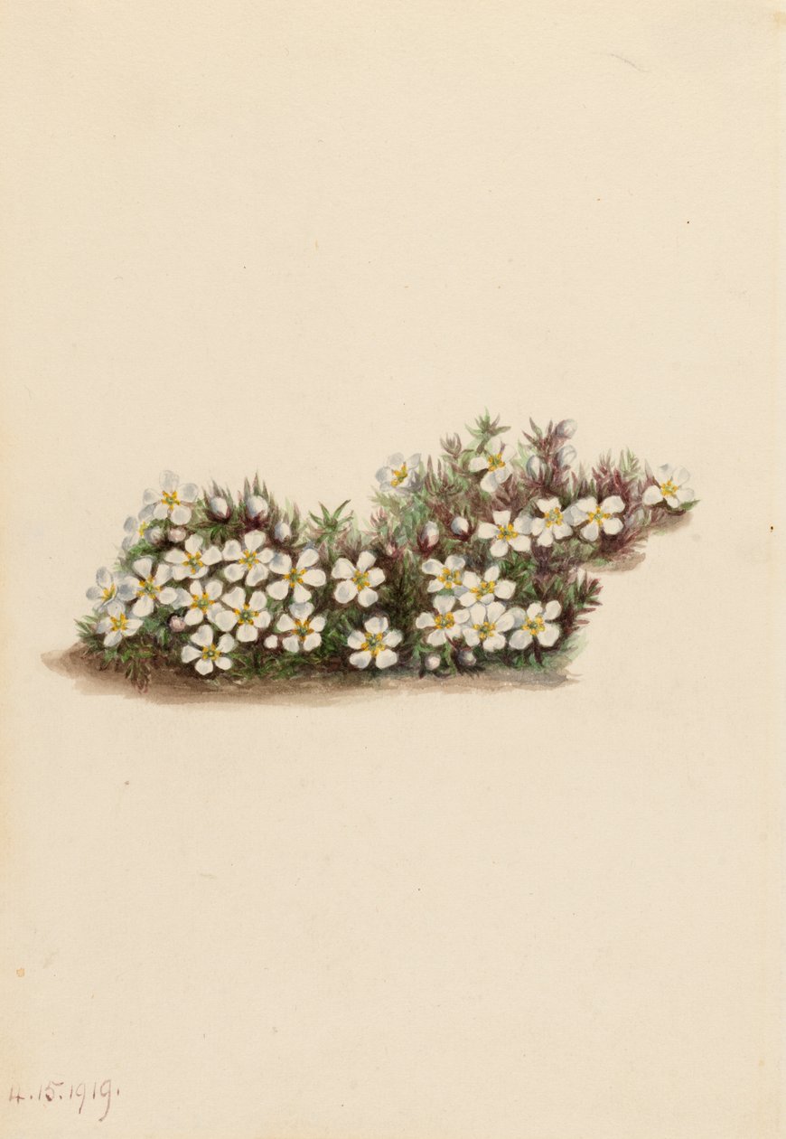 Pyxie Pyxidanthera Barbulata, 1919 by Mary Vaux Walcott