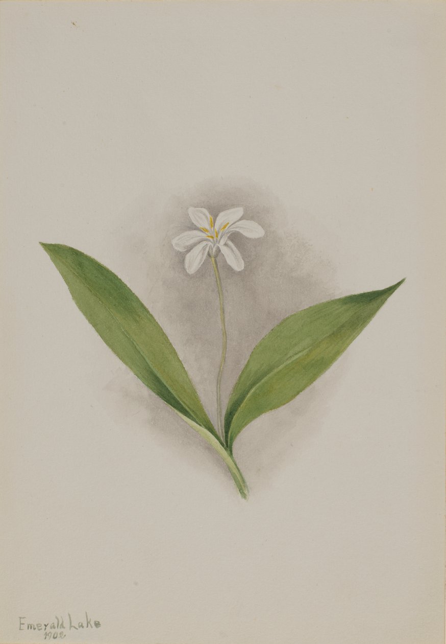 Queencup Clintonia uniflora by Mary Vaux Walcott