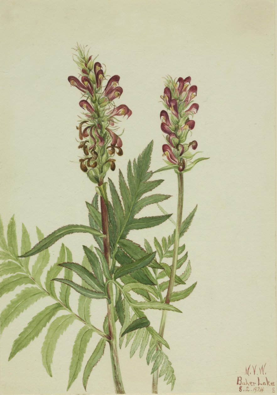 Red-Helmet (Pedicularis bracteosa) by Mary Vaux Walcott
