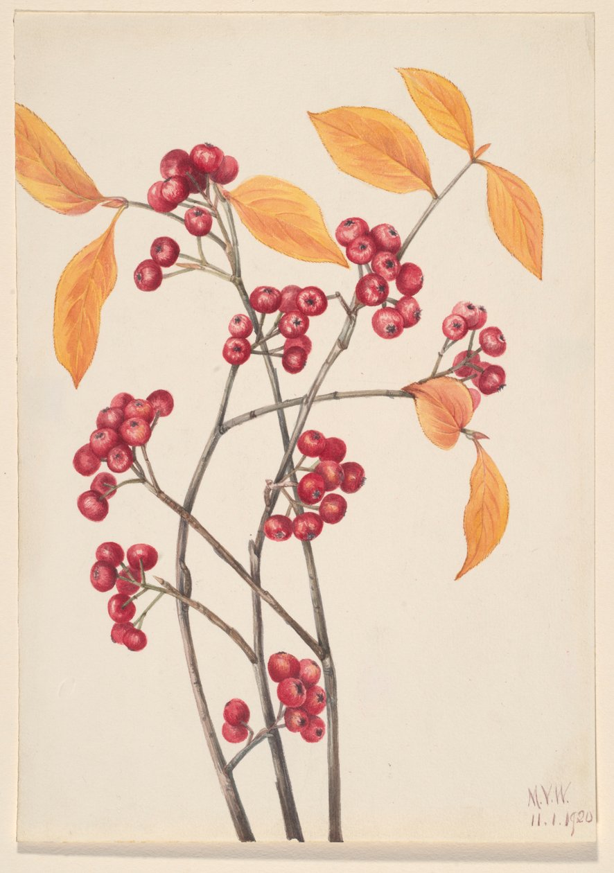 Red Chokeberry by Mary Vaux Walcott