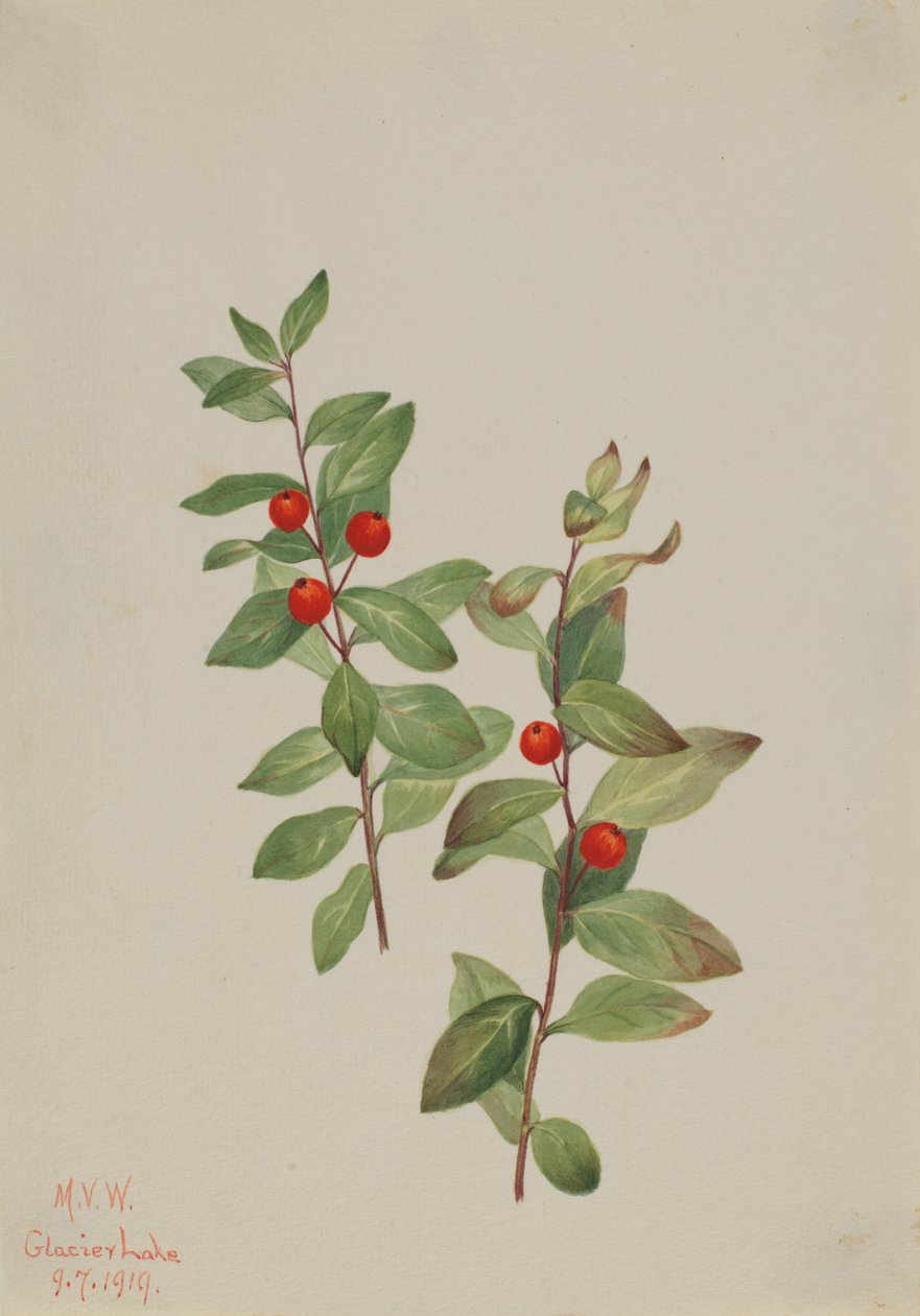 Red Comandra Comandra livida by Mary Vaux Walcott