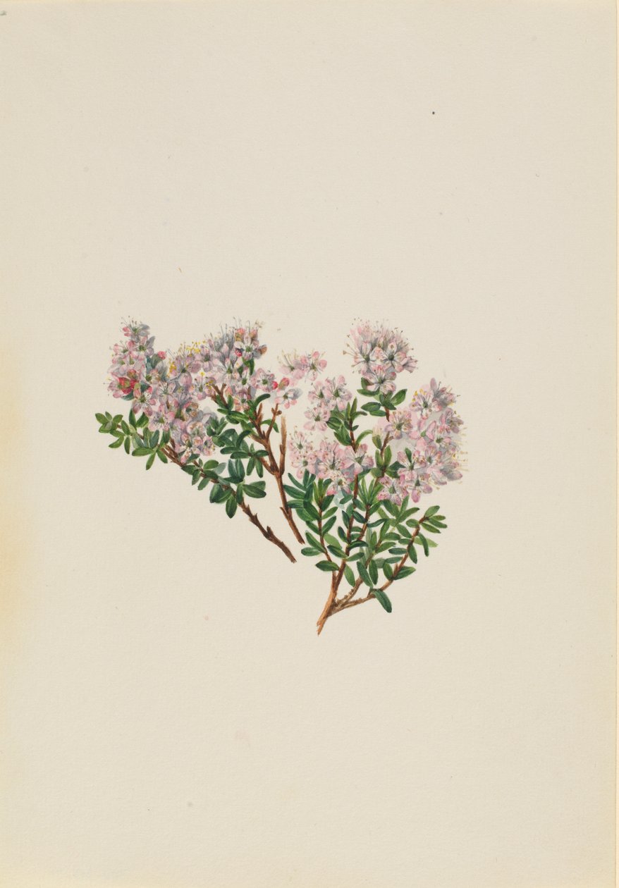 Sand Myrtle by Mary Vaux Walcott