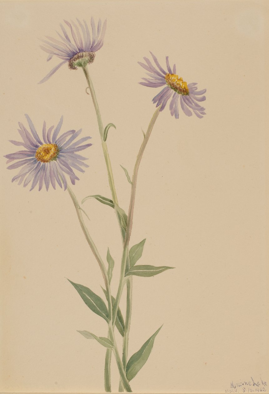 Showy Fleabane by Mary Vaux Walcott
