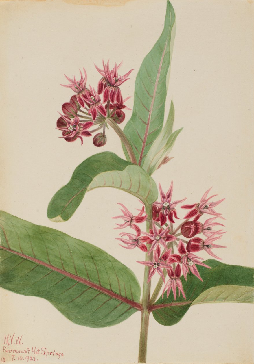 Showy Milkweed by Mary Vaux Walcott
