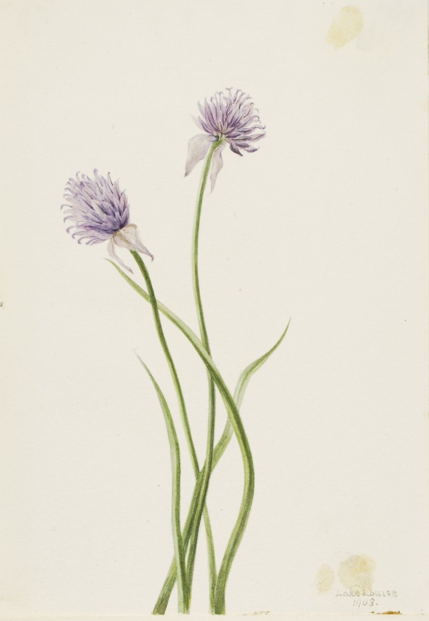 Siberian Onion by Mary Vaux Walcott