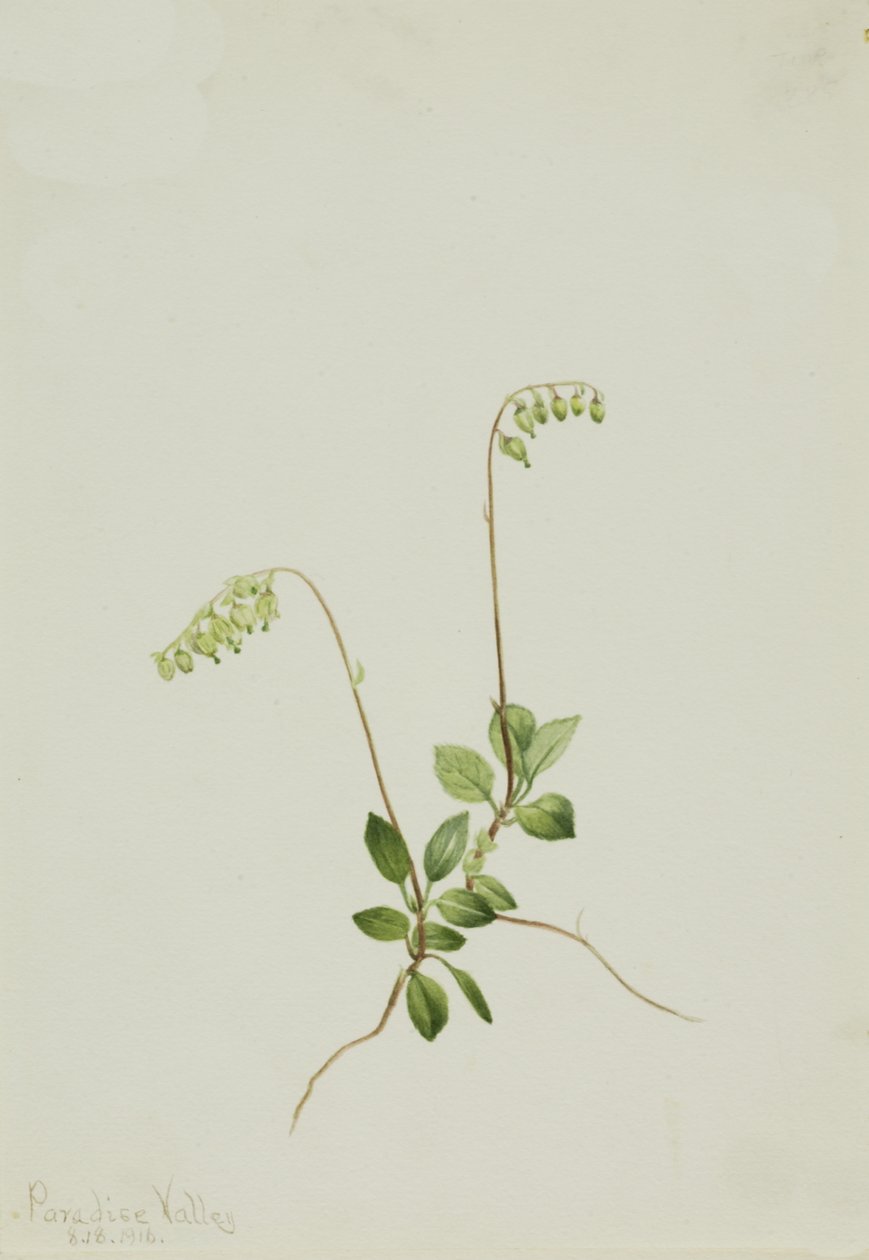 Sidebells Pyrola by Mary Vaux Walcott
