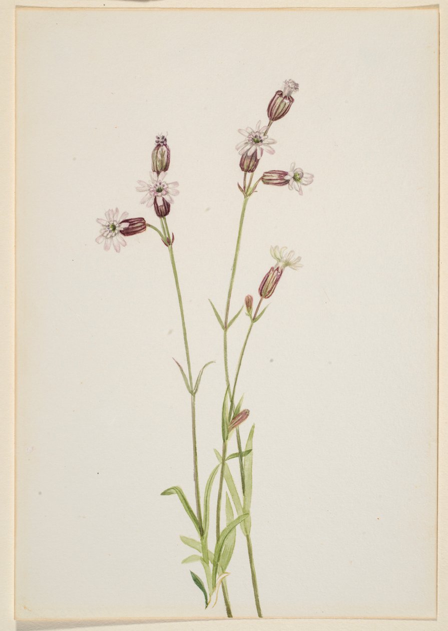 Silene multicaulis by Mary Vaux Walcott