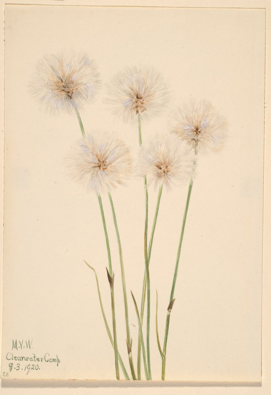 Slender Cotton-Grass (Eriophorum chamissonis) by Mary Vaux Walcott