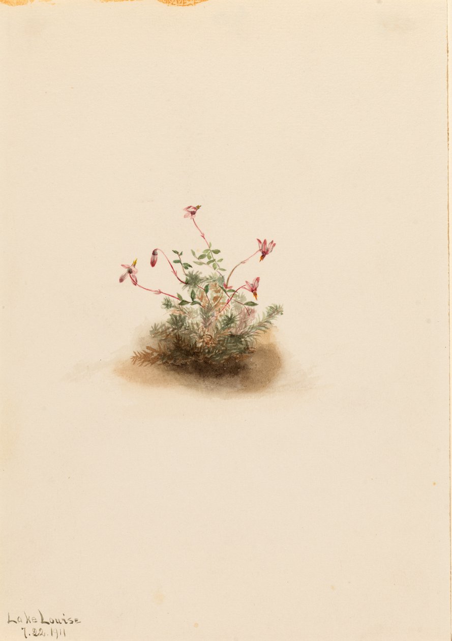 Small Cranberry by Mary Vaux Walcott