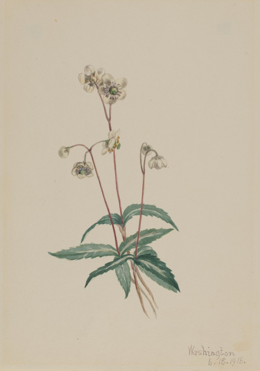 Spotted Pipsissewa Chimaphila Maculata by Mary Vaux Walcott