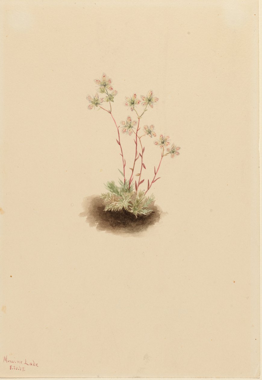 Spotted Saxifrage by Mary Vaux Walcott