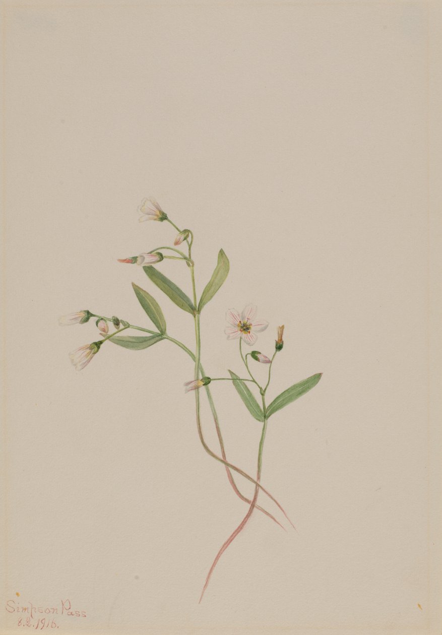 Spring Beauty by Mary Vaux Walcott