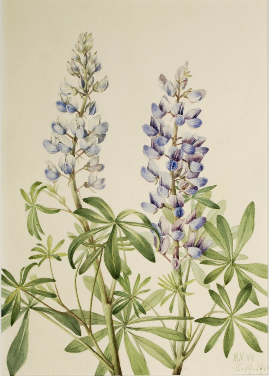 Sun Dial Lupine by Mary Vaux Walcott