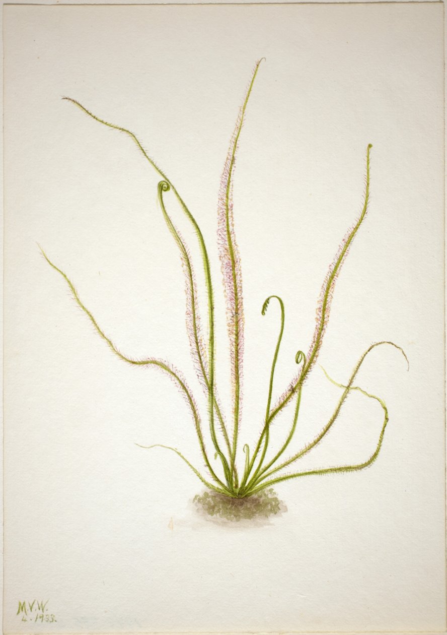 Thread Leaf Sundew by Mary Vaux Walcott