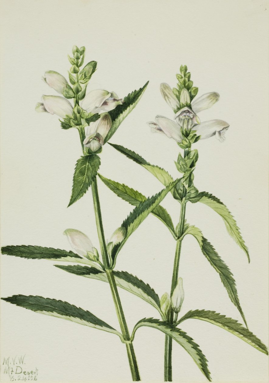 Turtlehead by Mary Vaux Walcott
