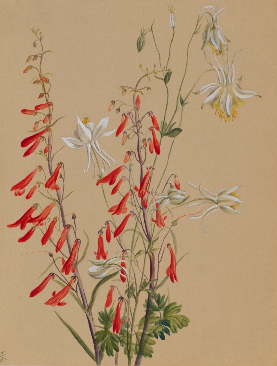 Untitled--Flower Study by Mary Vaux Walcott