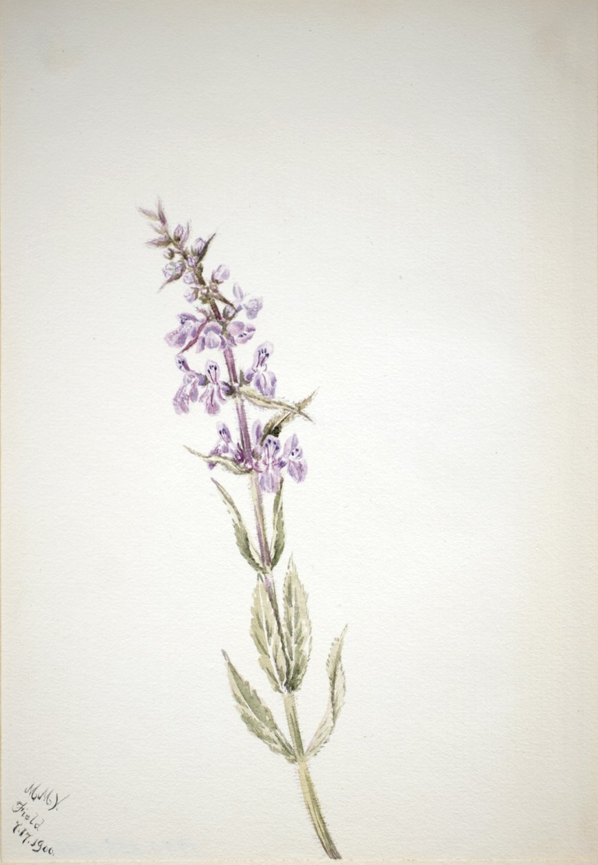 Untitled (Flower Study) by Mary Vaux Walcott