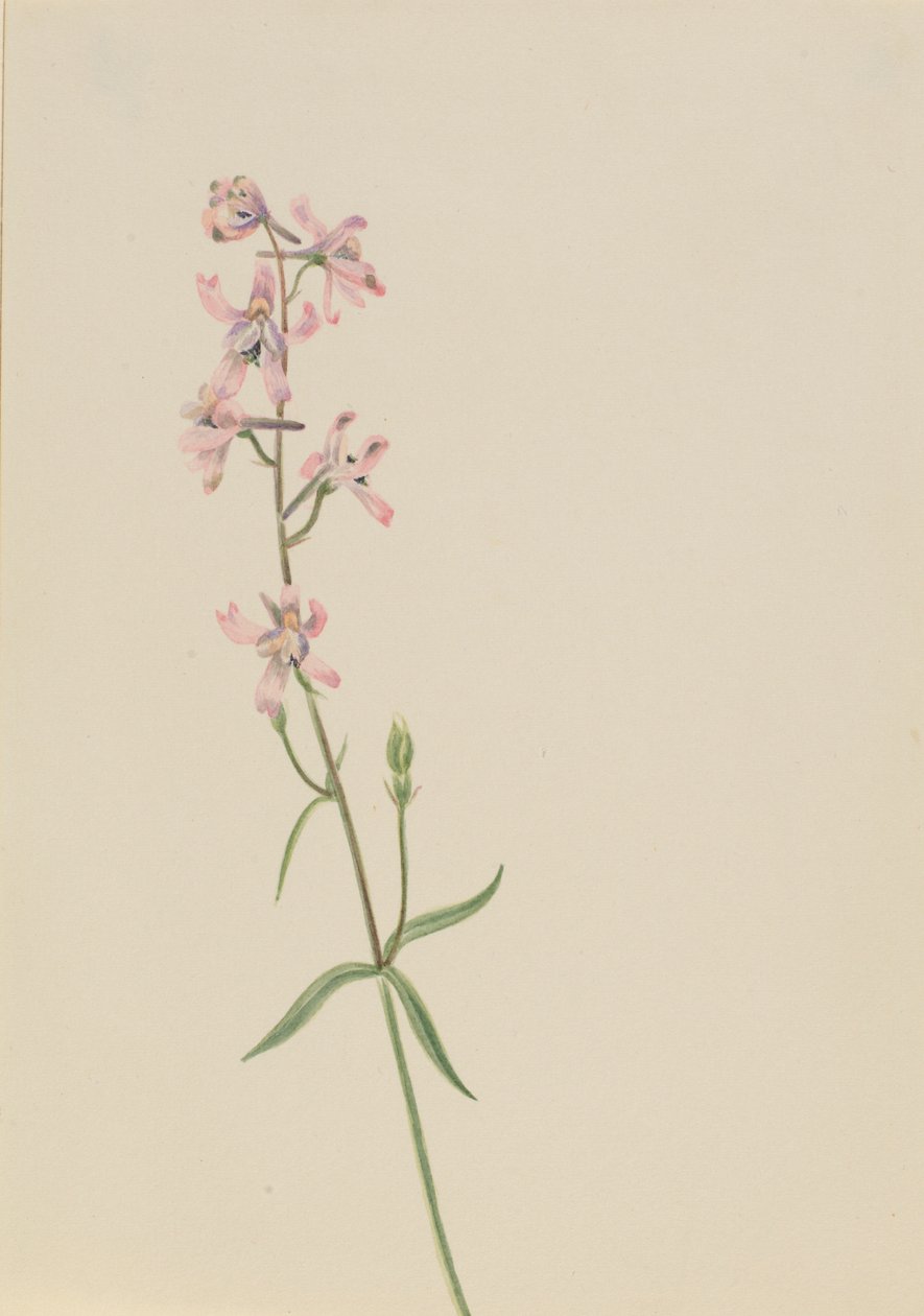 Untitled (Flower Study) by Mary Vaux Walcott