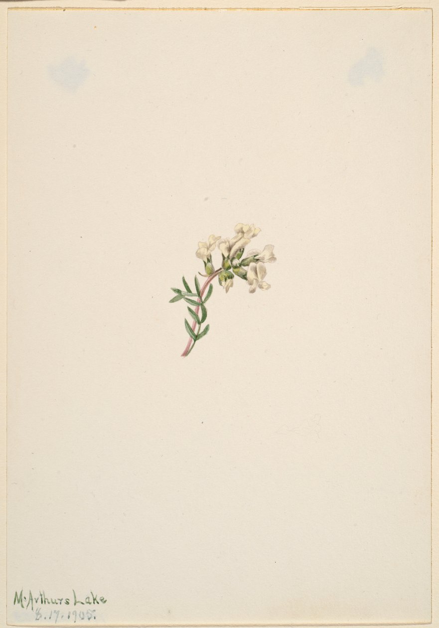 Untitled--Flower Study by Mary Vaux Walcott