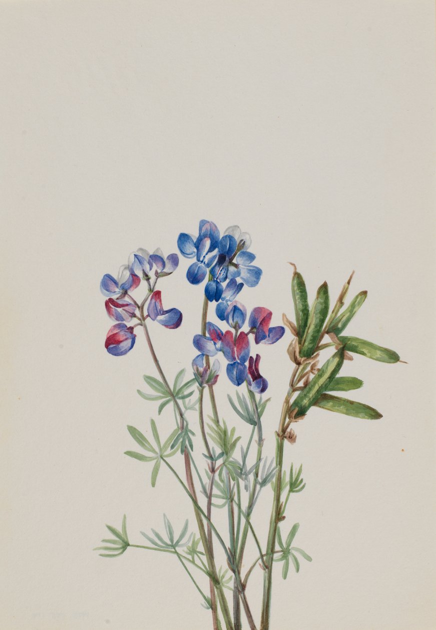Untitled--Flower Study by Mary Vaux Walcott