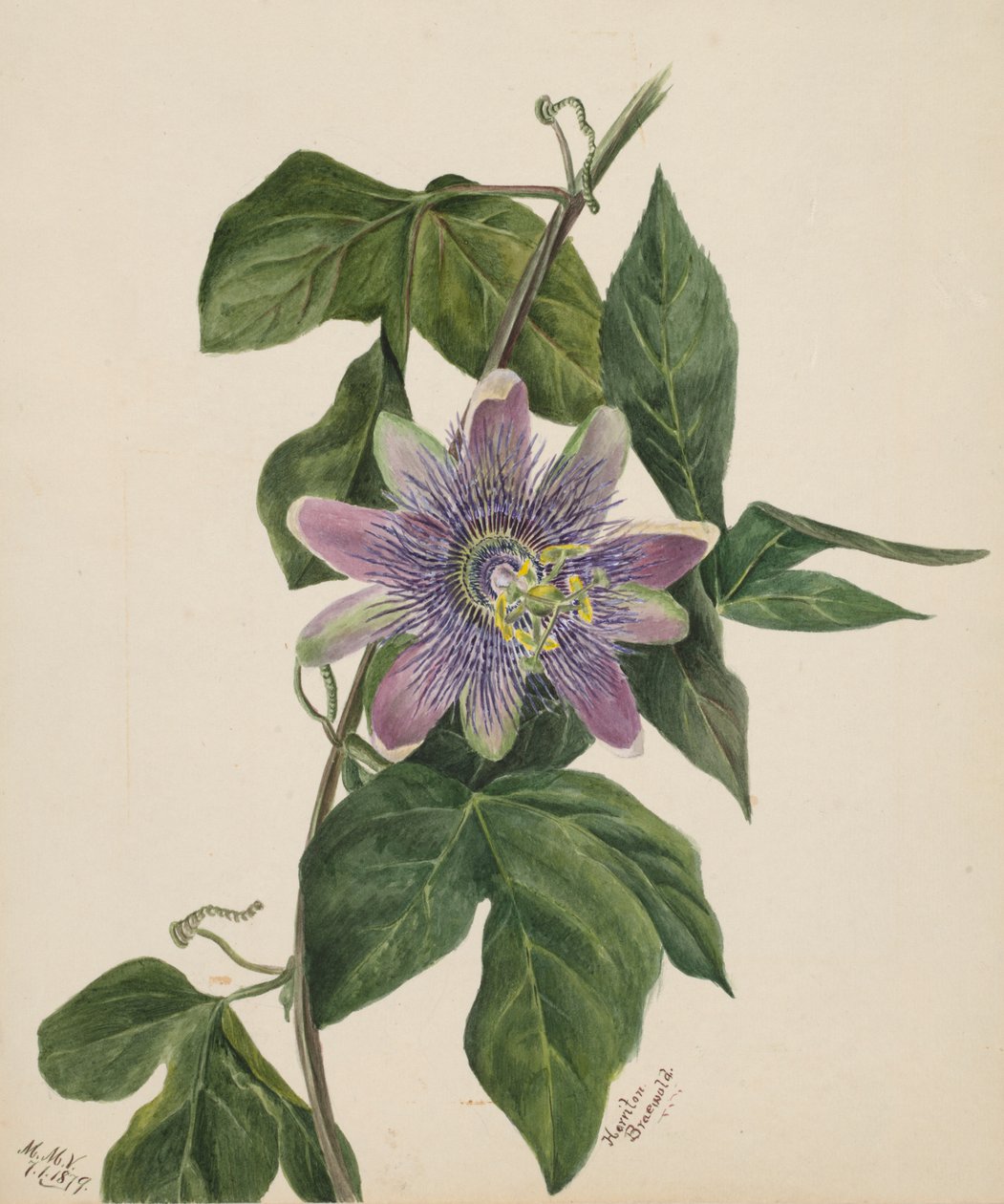 Untitled--Flower Study by Mary Vaux Walcott