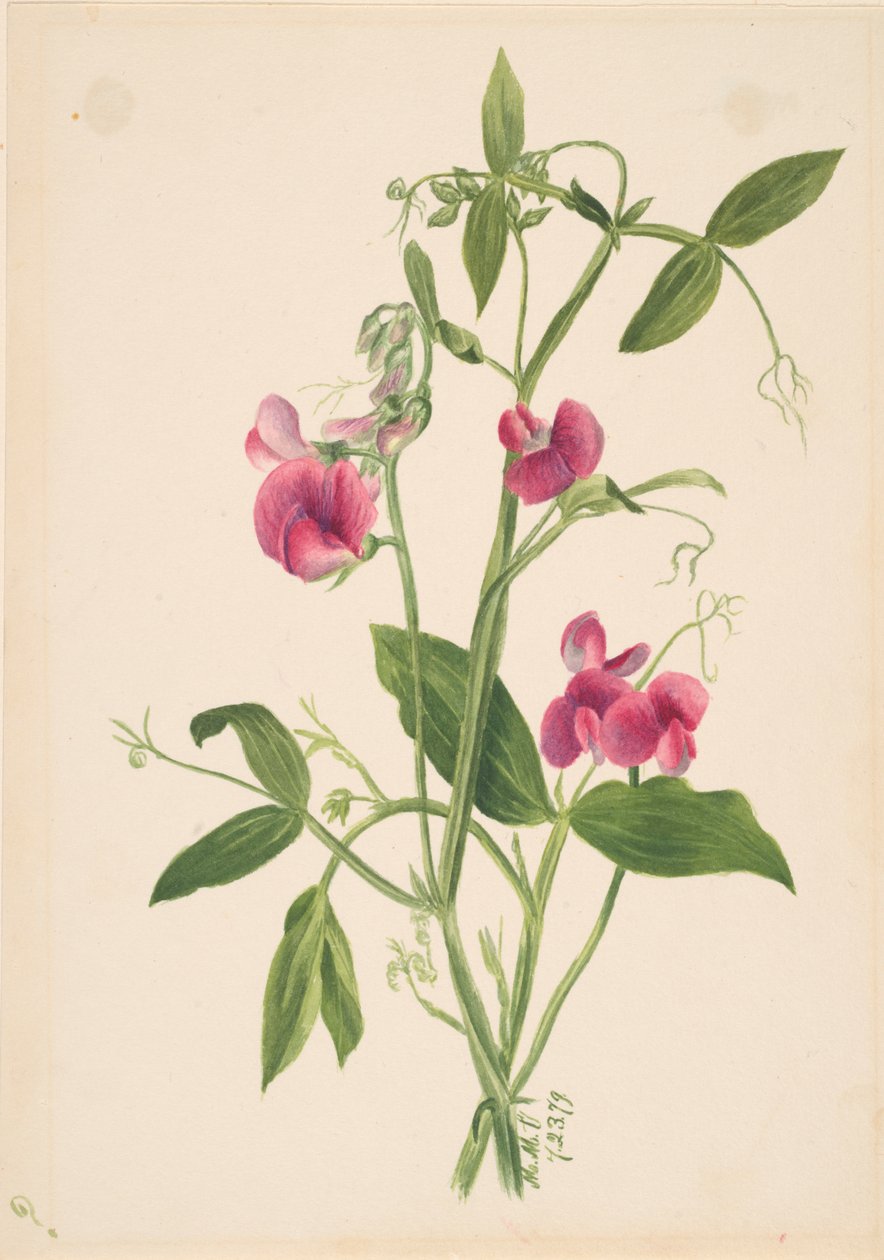 Untitled--Flower Study by Mary Vaux Walcott