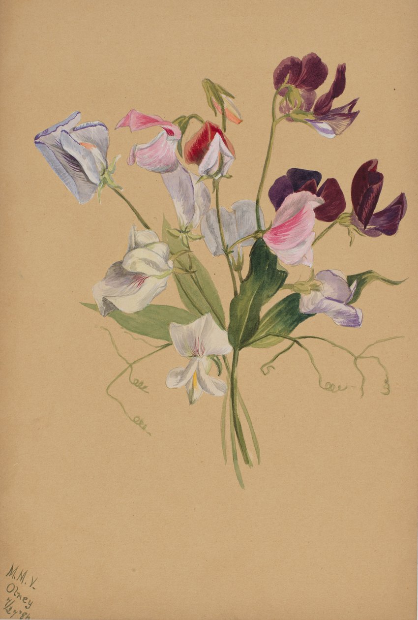 Untitled--Flower Study by Mary Vaux Walcott