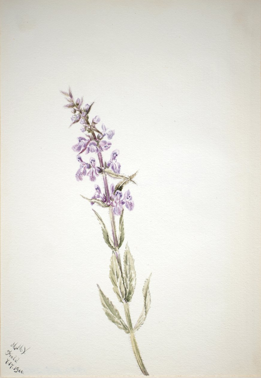 Untitled--Flower Study by Mary Vaux Walcott