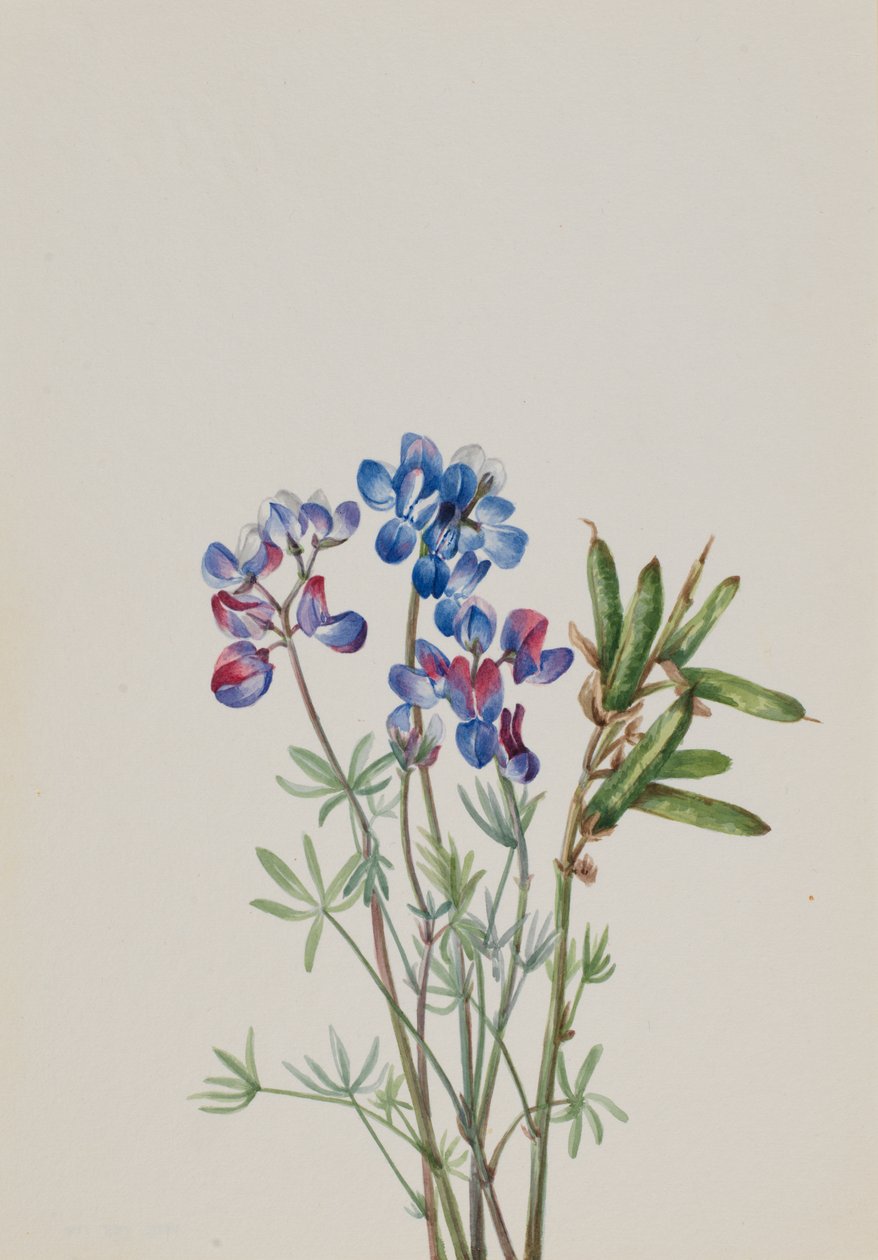 Untitled--Flower Study by Mary Vaux Walcott