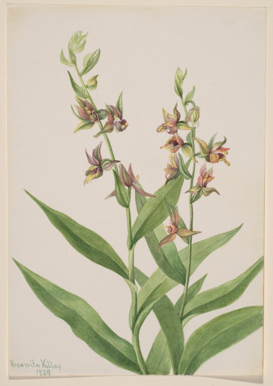 Untitled (Plant Study) by Mary Vaux Walcott