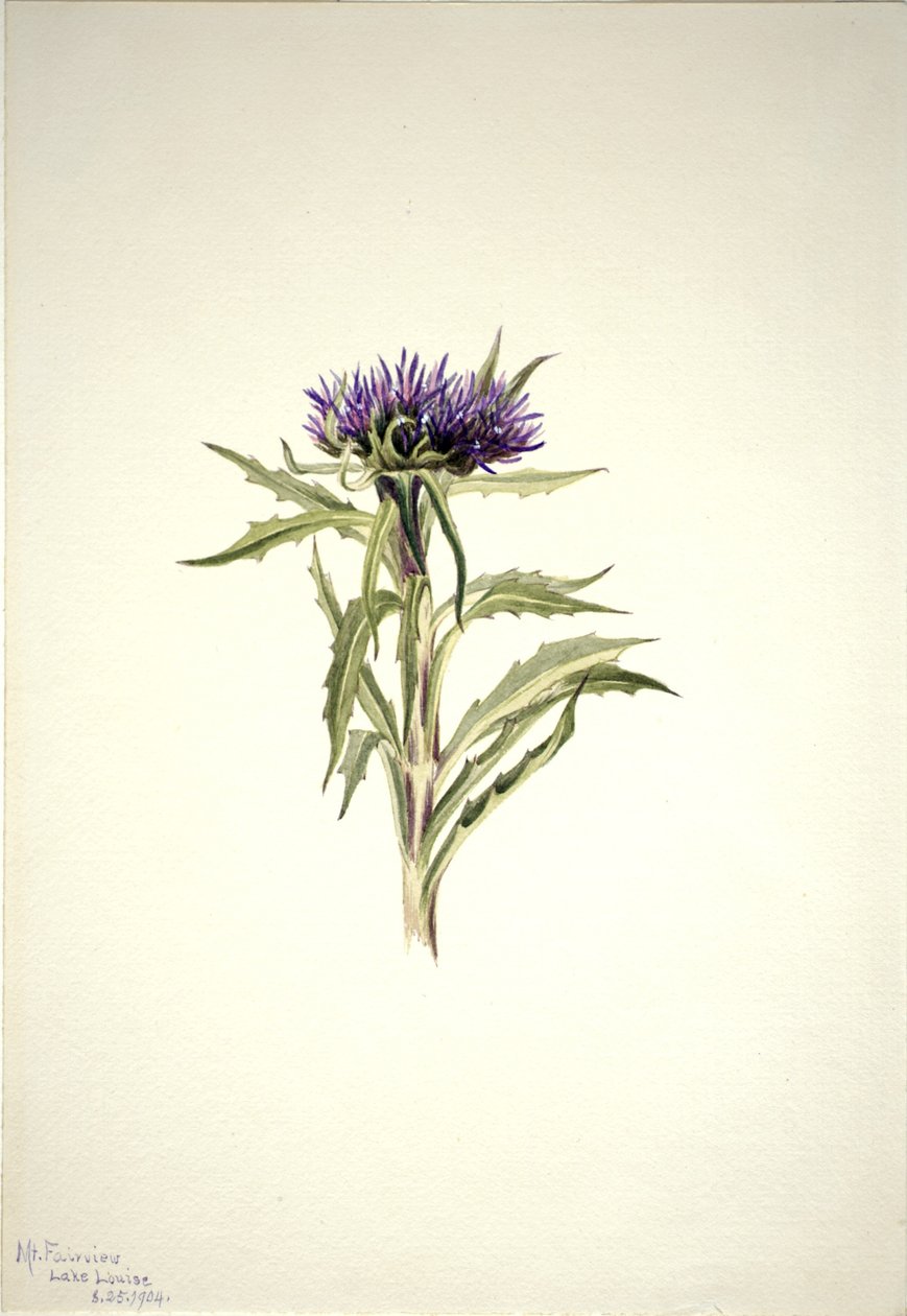 Untitled (Plant Study) by Mary Vaux Walcott