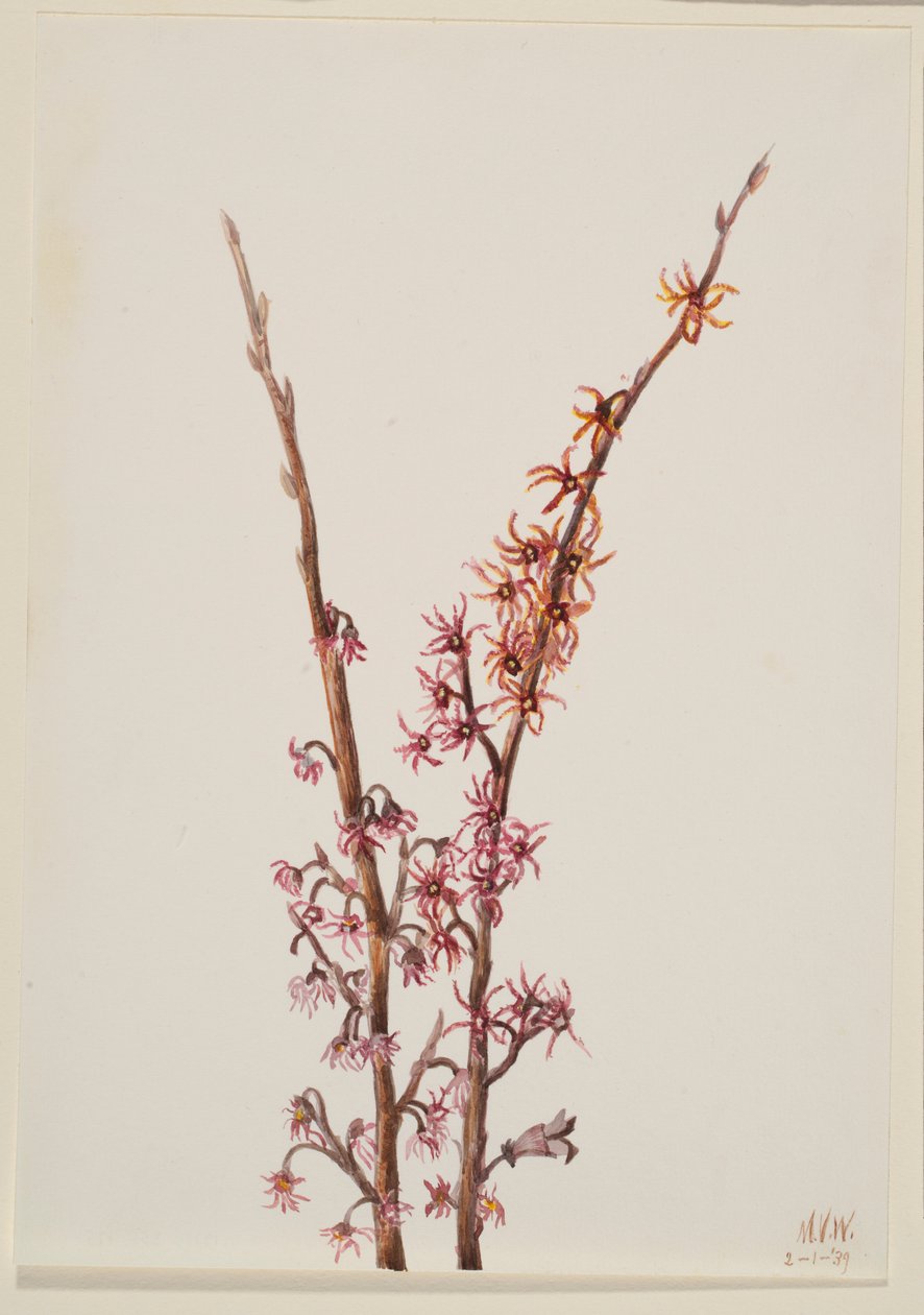 Plant Study by Mary Vaux Walcott