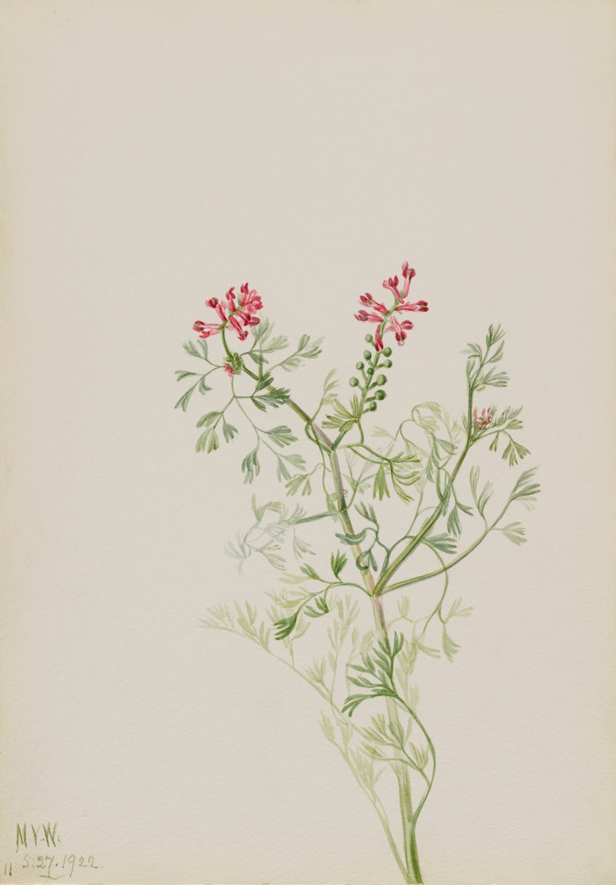 Untitled--Plant Study by Mary Vaux Walcott