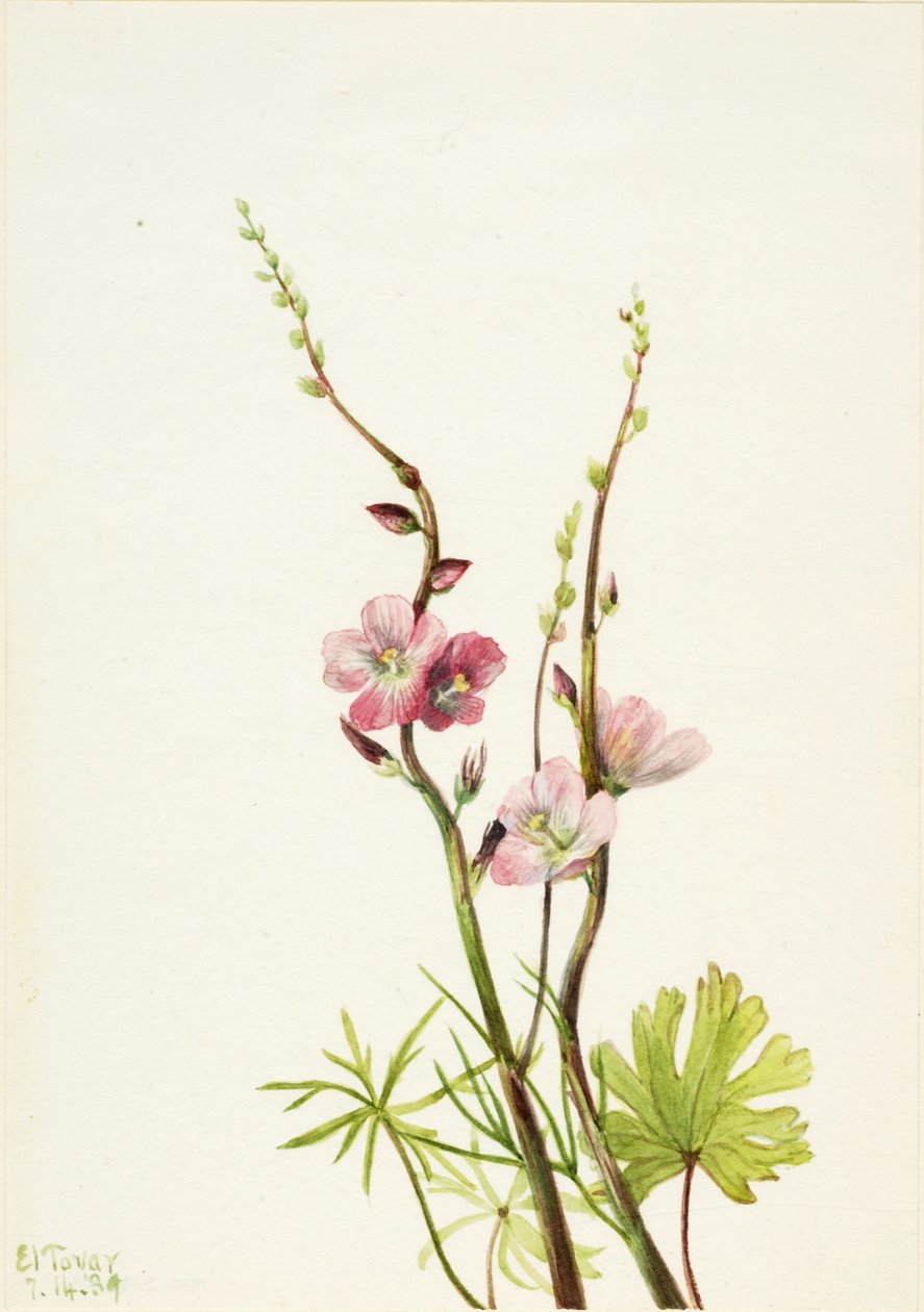 Untitled (Flower Study) by Mary Vaux Walcott