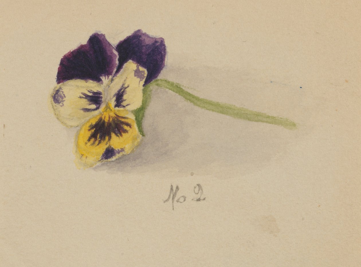 Untitled (Pansy) by Mary Vaux Walcott