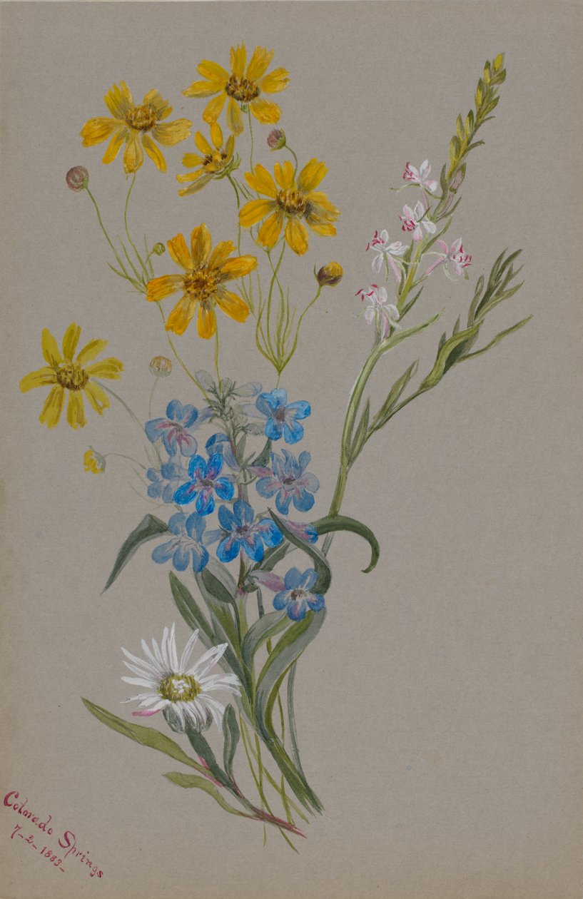 Untitled, Group of Flowers, 1883 by Mary Vaux Walcott