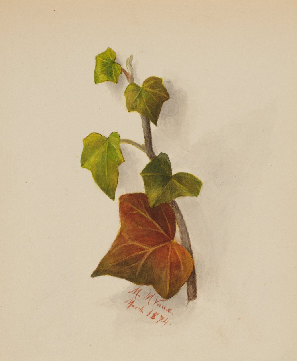 Untitled Ivy by Mary Vaux Walcott