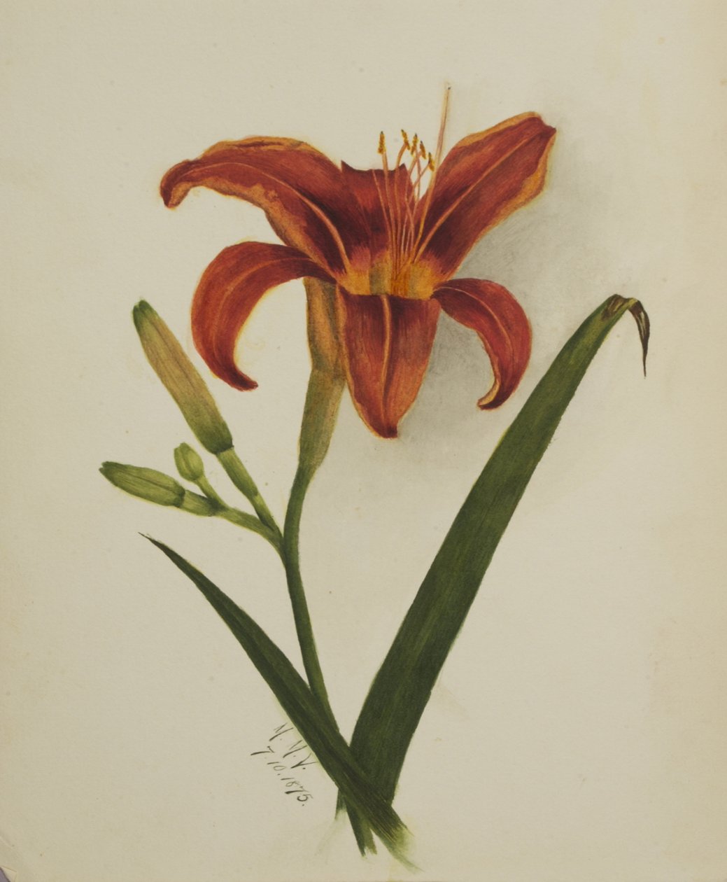 Untitled Lily by Mary Vaux Walcott